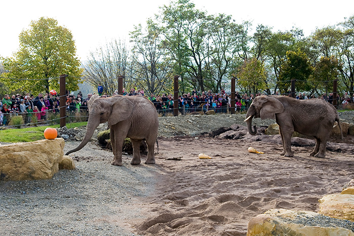 Tiergehege der Elefanten, im Vordergrund 2 Elefanten , im Hintergrund Besucher