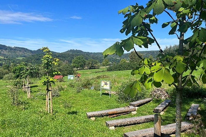 Blick auf den Bienenlehrpfad mit Schautafeln und Sitzbänken