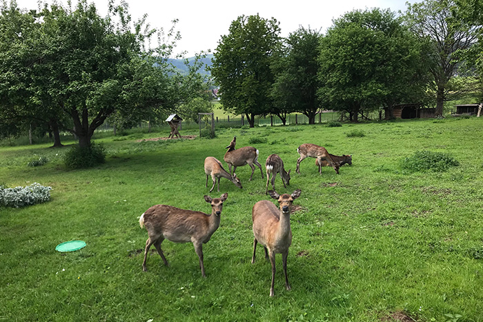 Sikahirschgehege - Rudel Hirsche beim Grasen