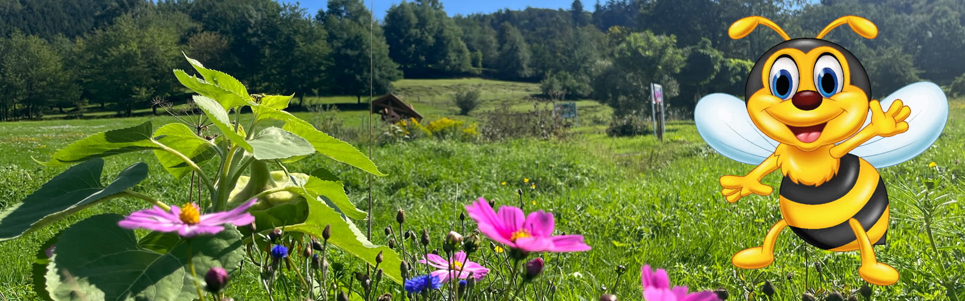 Im Vordergrund eine Biene (comichaft) und eine Blumenwiese, Im Hintergrund Wiese und Wald