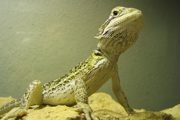 Echse sitz auf Gestein in einem Terrarium