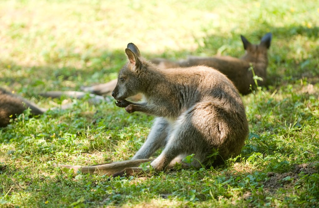 Känguru im Tierpark Bad Liebenstein, sitzt im Gras und frisst.