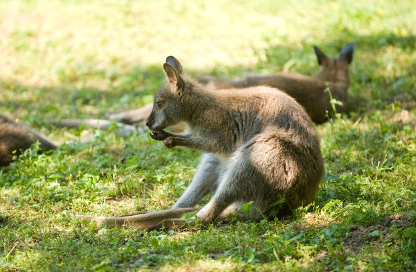 Känguru im Tierpark Bad Liebenstein, sitzt im Gras und frisst.