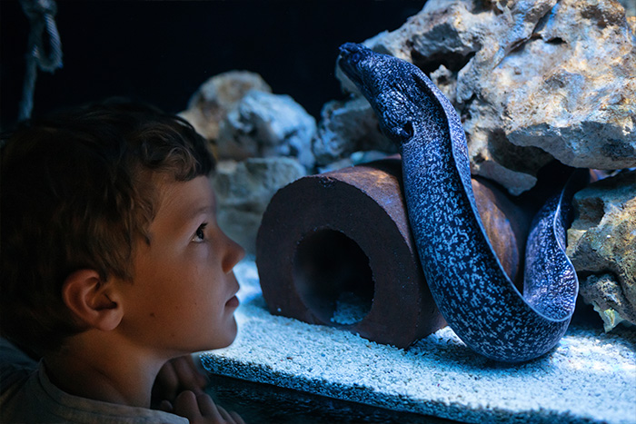 Junge schaut in ein Aquarium in dem ein blauer Aal zu sehen ist.