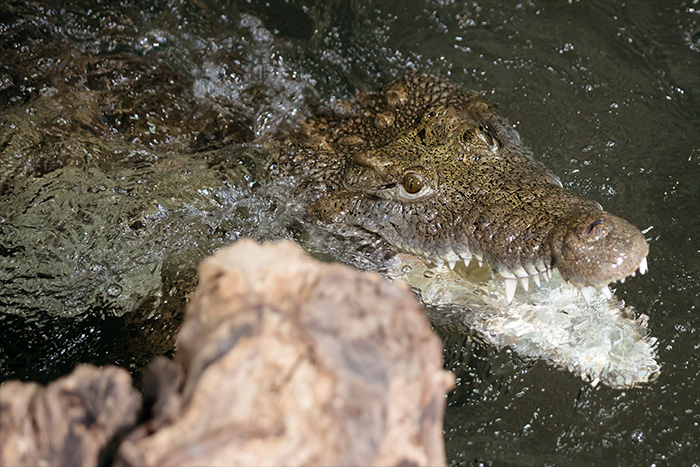 Krokodil mit offenen Maul im Wasser
